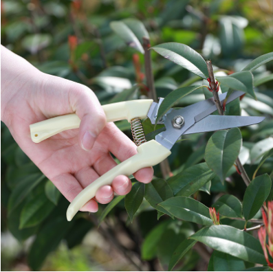 園林剪刀果枝剪樹枝花枝園藝剪工具剪刀(OPP袋裝直嘴)六B31-2-4